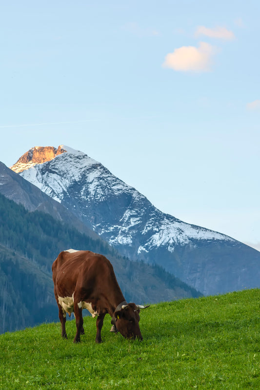 Photo of Cows